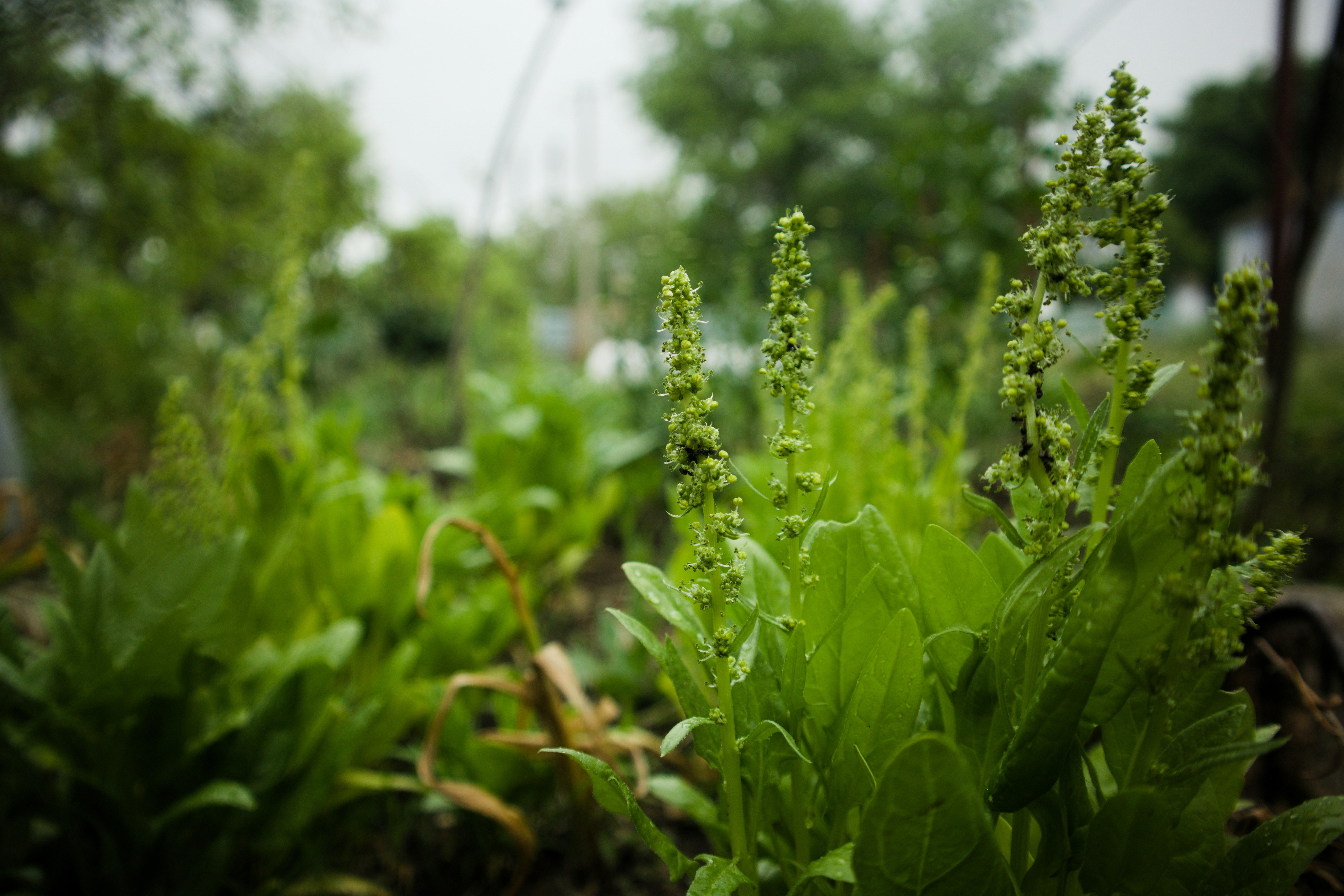 Incorporating Fresh Spinach for Vibrant Color and Nutritional Boost