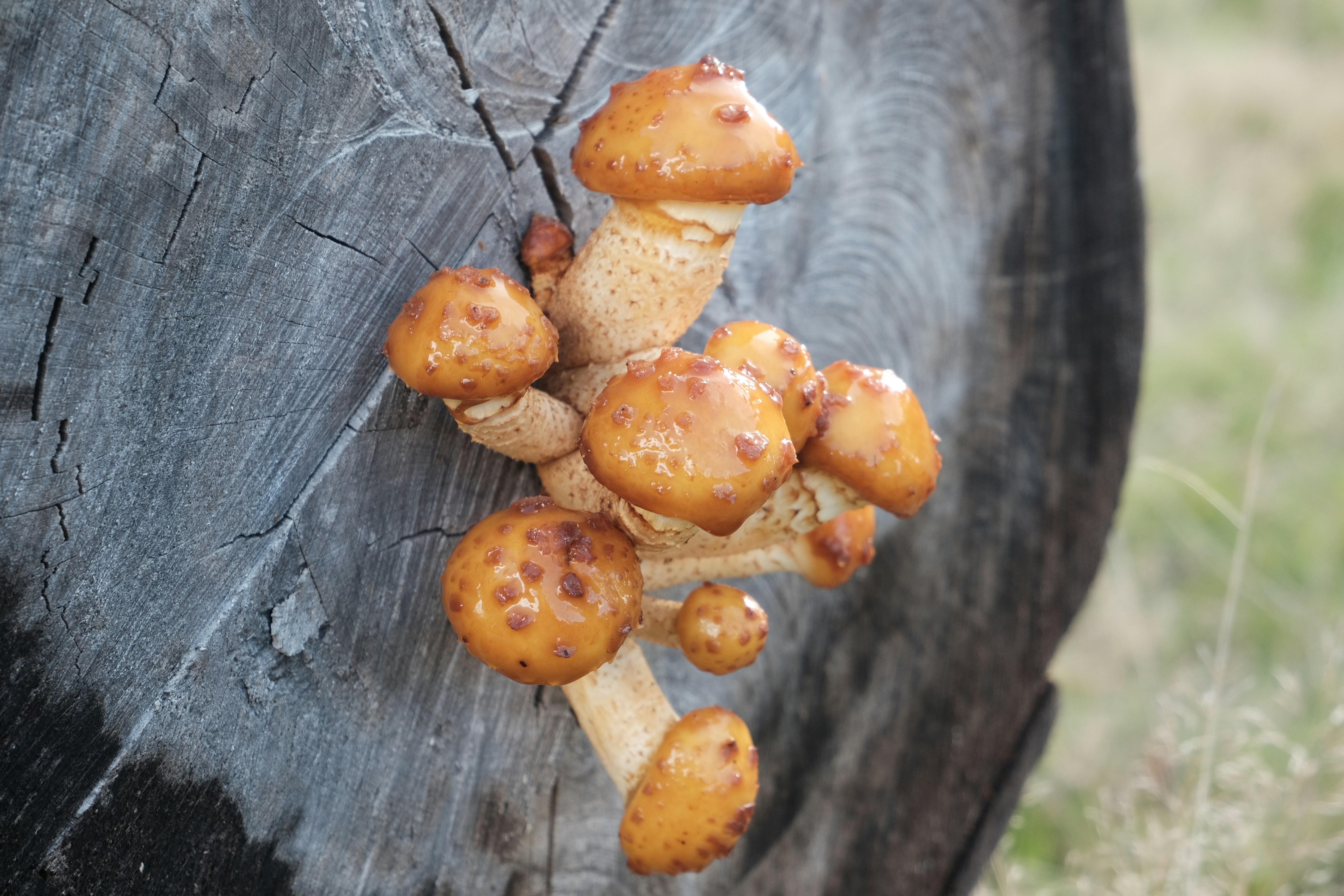 Hearty Flavors Unveiled Exploring the Depths of Spice and Earthy Chickpeas