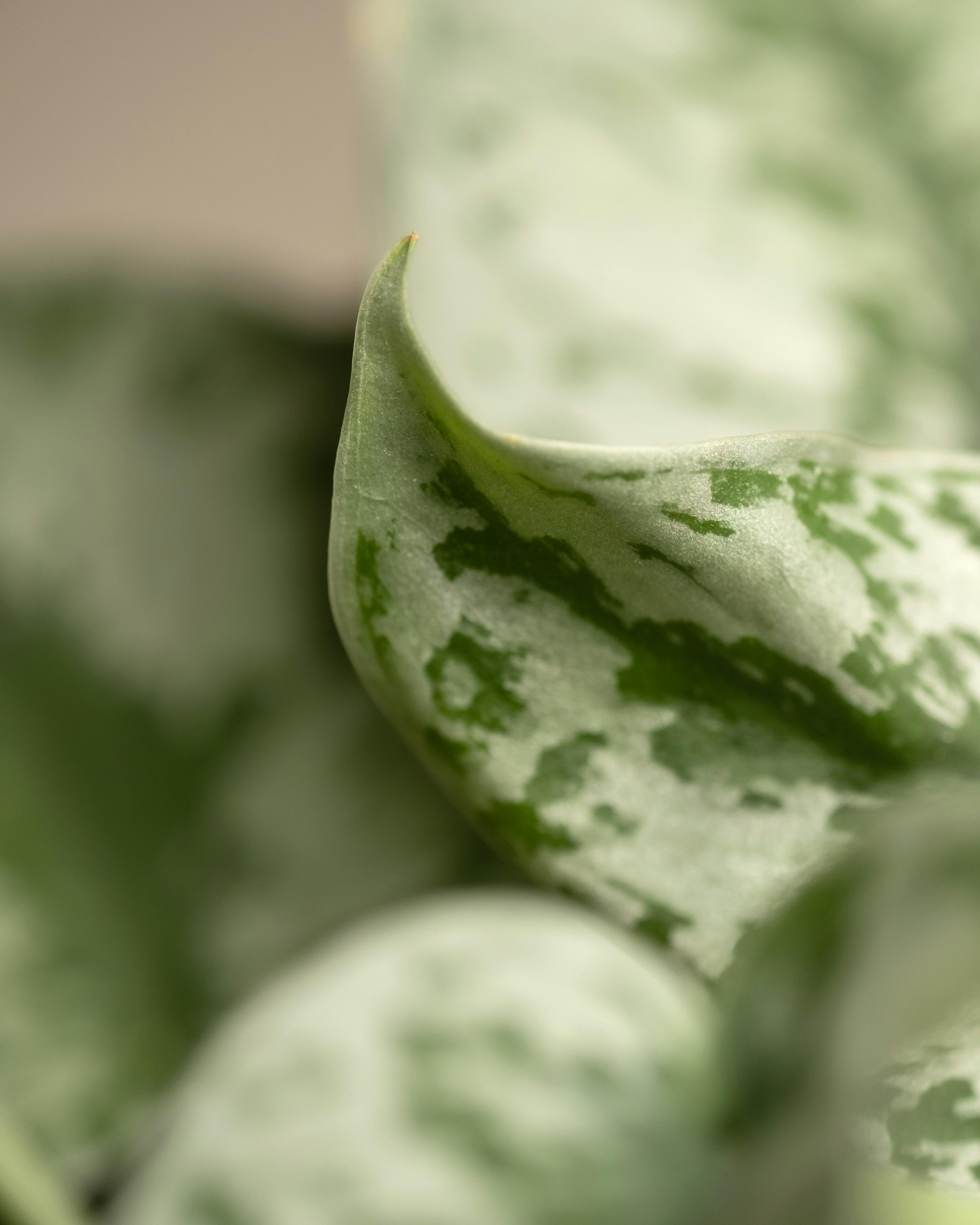 Step by Step Guide to Perfect Chickpea and Spinach Texture