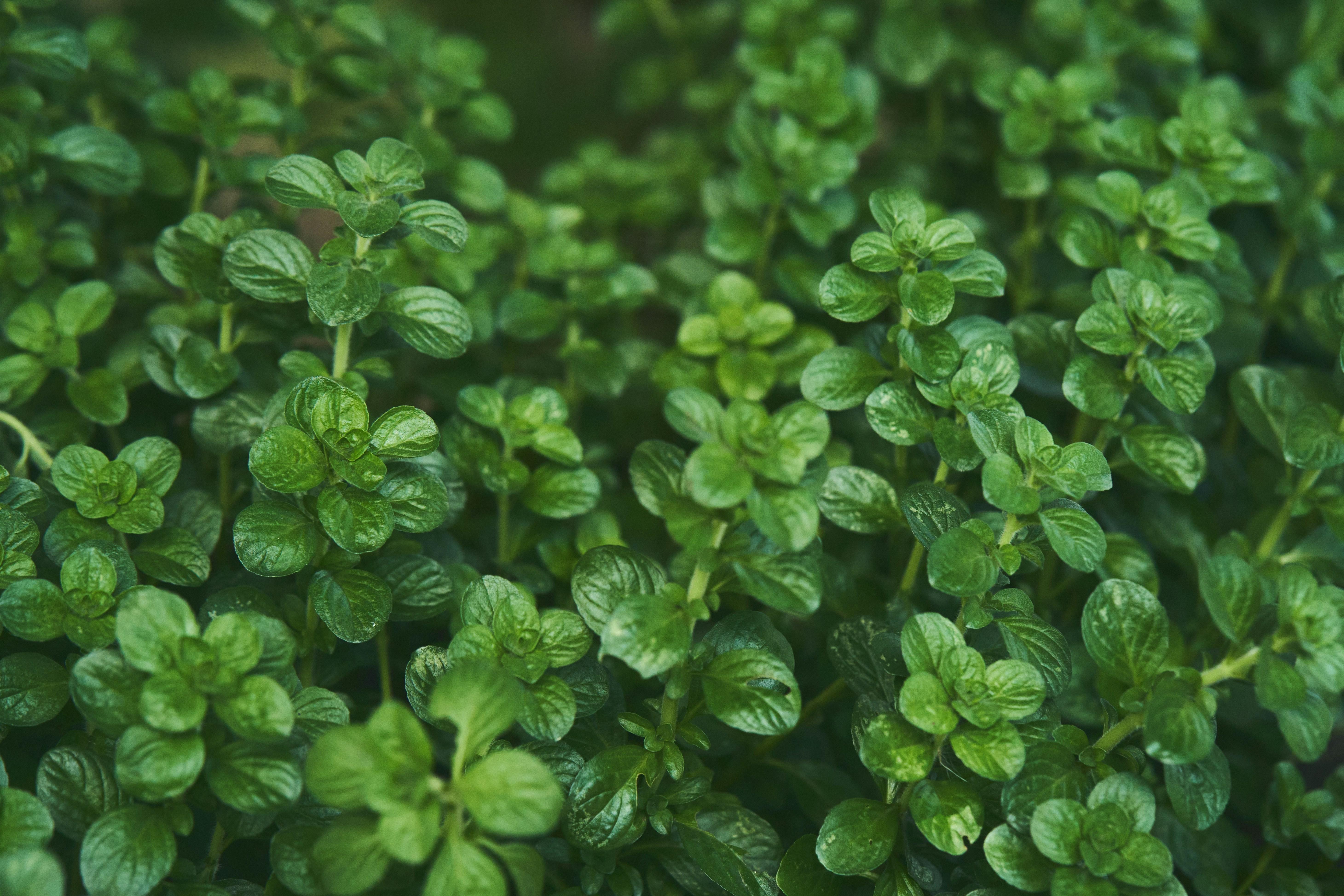 Tips for Enhancing Flavor Depth with Fresh Herbs